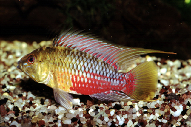 Apistogramma hongsloi