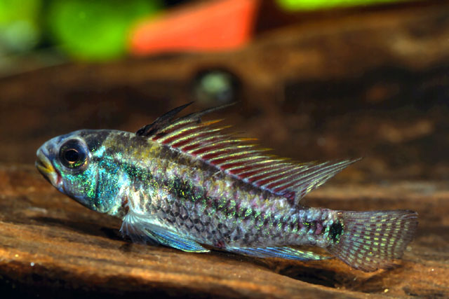 Apistogramma juruensis