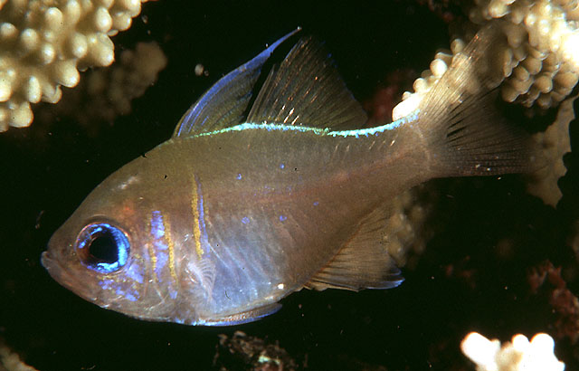 Zoramia leptacanthus