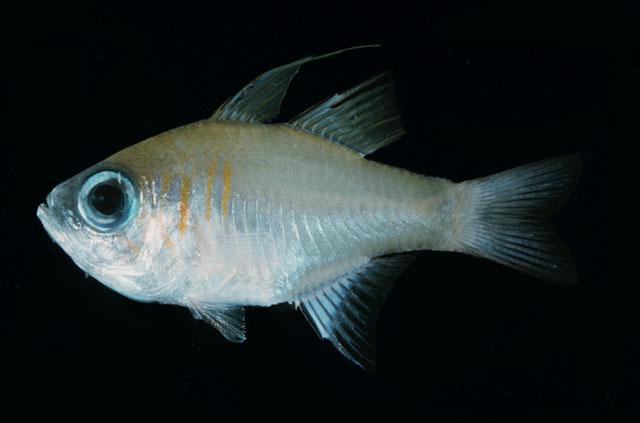 Zoramia leptacanthus