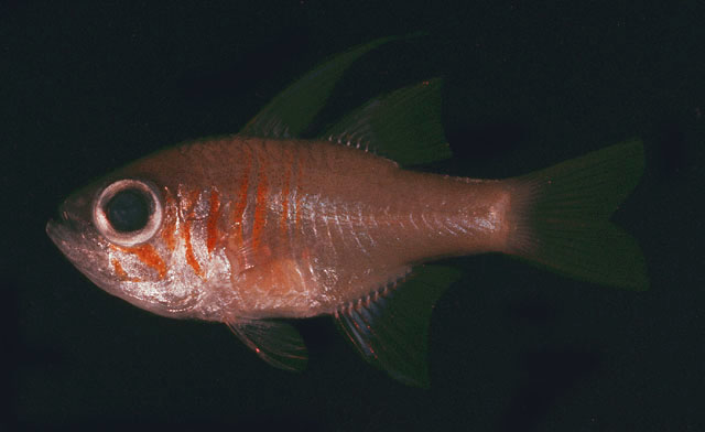 Zoramia leptacanthus