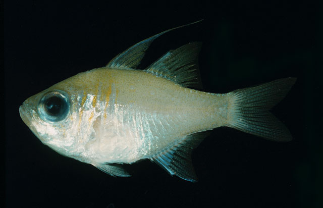 Zoramia leptacanthus