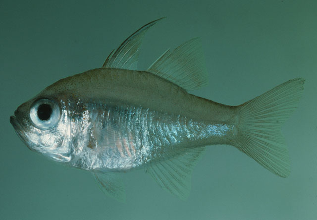 Zoramia leptacanthus