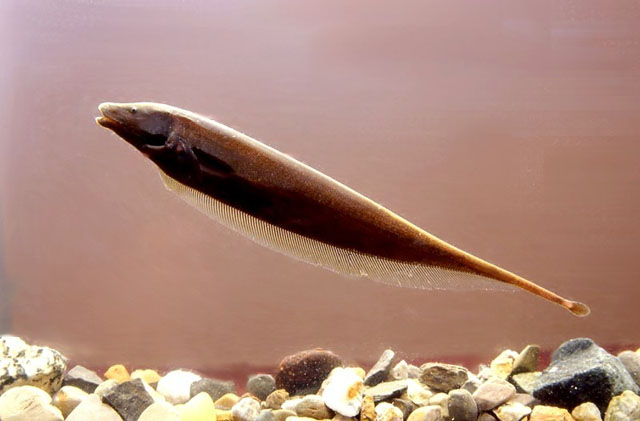 Apteronotus leptorhynchus