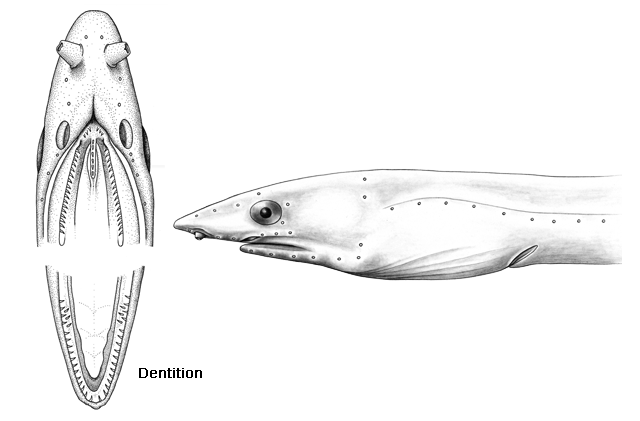 Apterichtus malabar