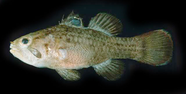 Apogonichthys ocellatus