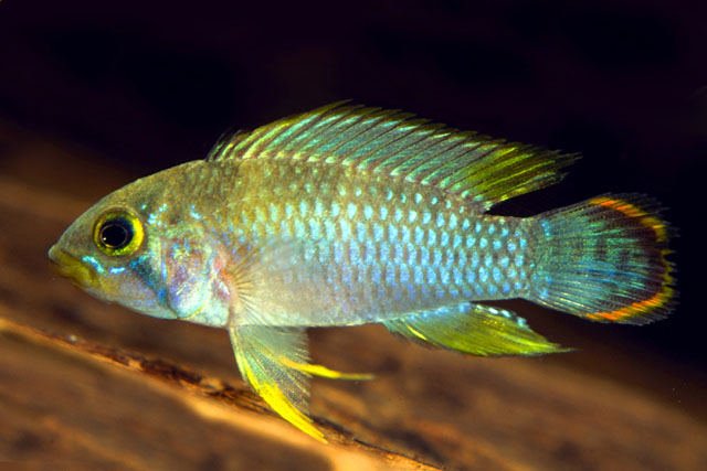 Apistogramma panduro