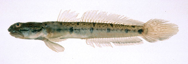 Apocryptodon punctatus