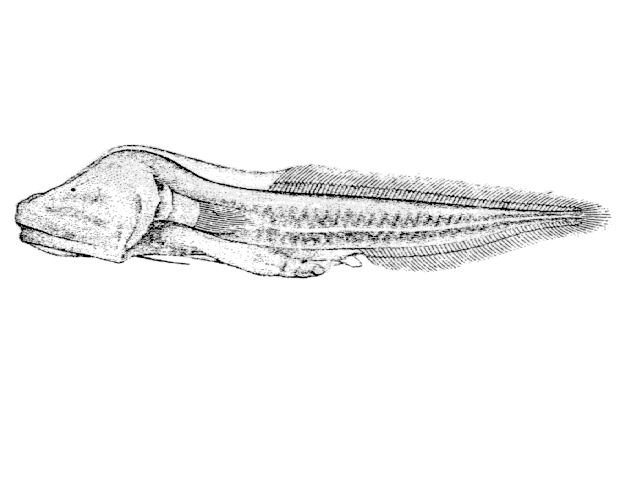 Paraphyonus rassi