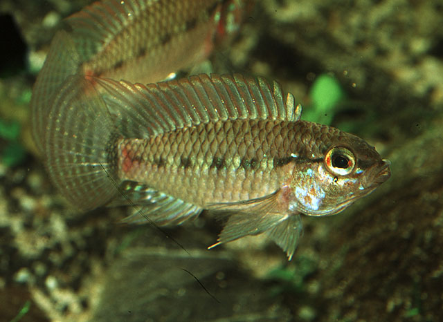 Apistogramma regani