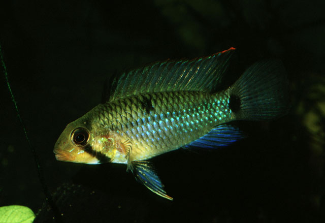 Apistogramma rupununi