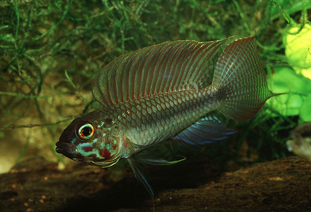 Apistogramma uaupesi