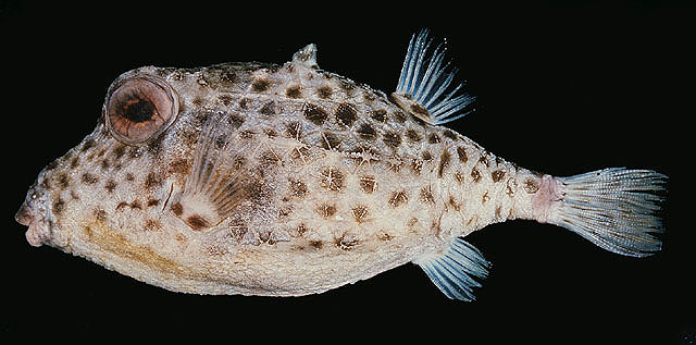 Kentrocapros aculeatus