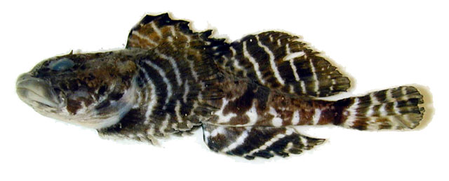 Artediellus atlanticus