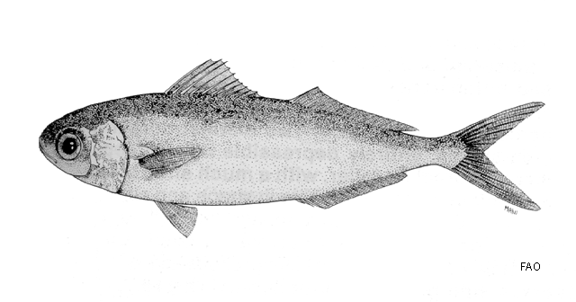 Ariomma brevimanus