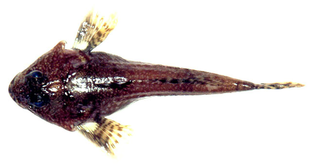 Artediellus camchaticus