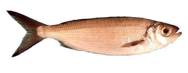 Arripis georgiana