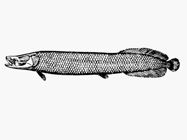 Arapaima gigas