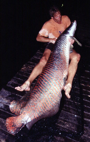 Arapaima gigas