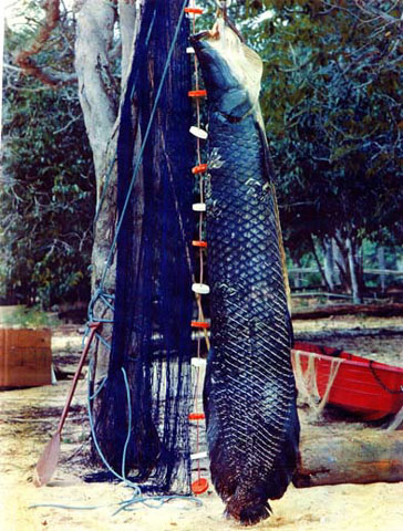 Arapaima gigas