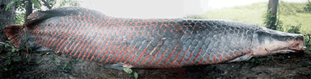 Arapaima gigas