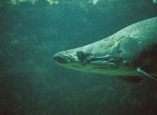 Arapaima gigas