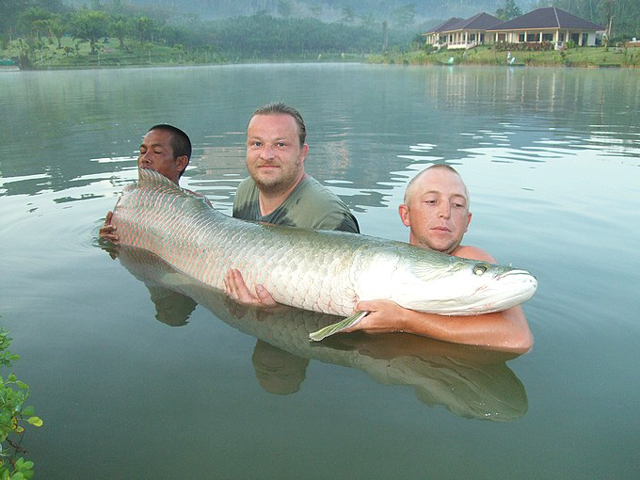 Arapaima gigas