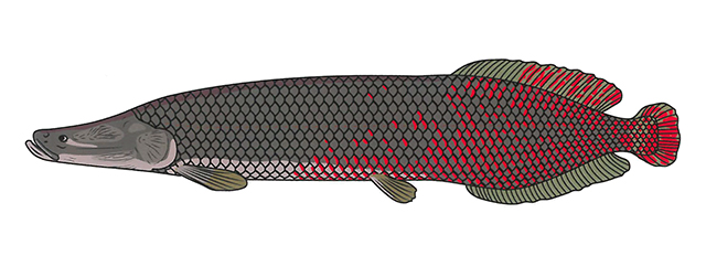 Arapaima gigas