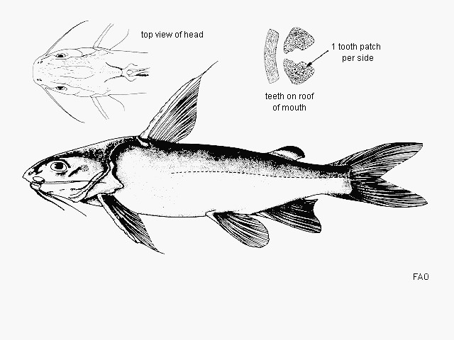 Arius madagascariensis