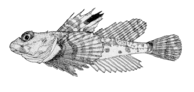 Artediellus scaber