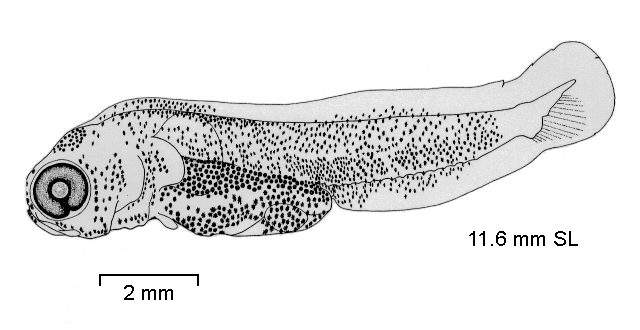 Neodraco skottsbergi