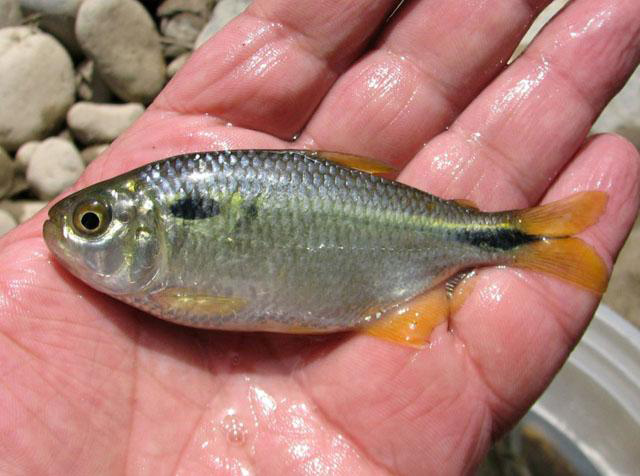 Astyanax bimaculatus