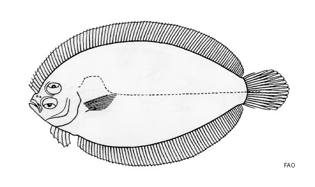 Engyprosopon bleekeri