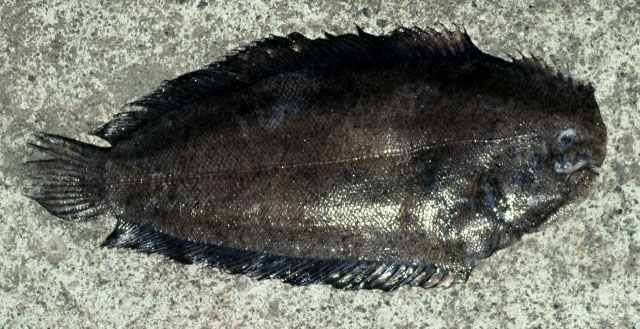 Aseraggodes cyaneus