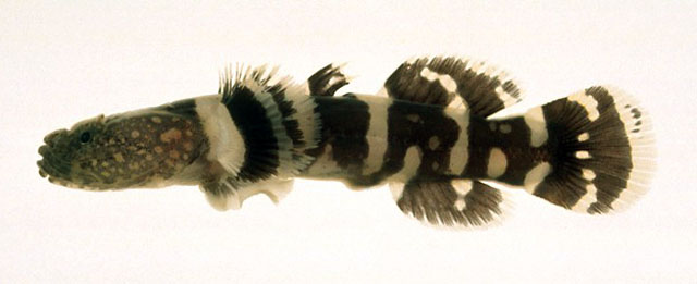 Astrabe fasciata