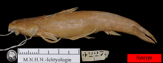 Astroblepus grixalvii