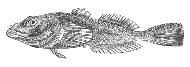 Asprocottus korjakovi