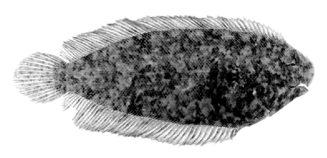 Aseraggodes matsuurai