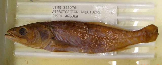 Atractoscion aequidens