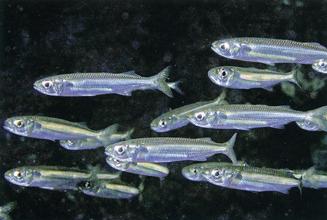 Doboatherina aetholepis