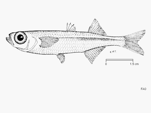 Atherina breviceps