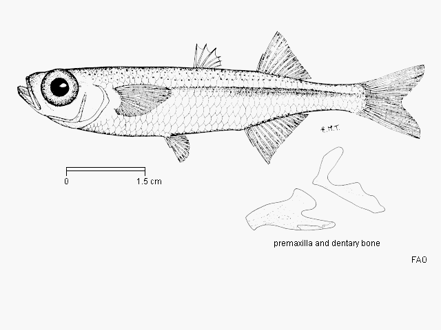 Atherina breviceps