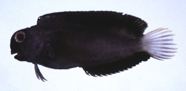 Atrosalarias holomelas