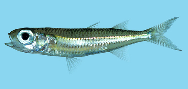 Atherinomorus lineatus