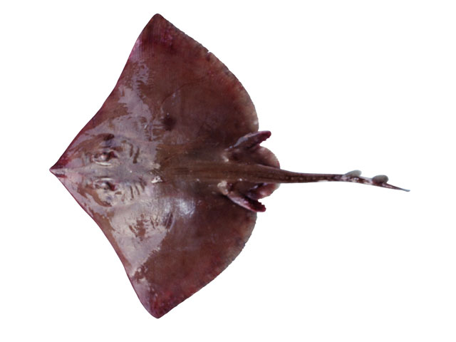 Atlantoraja platana