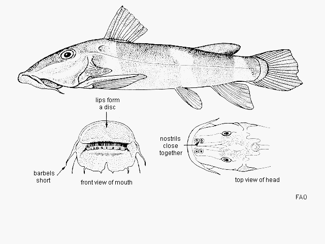 Atopochilus vogti