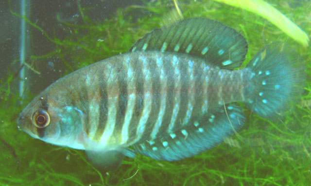 Austrolebias charrua