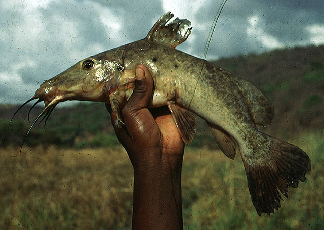 Auchenoglanis occidentalis