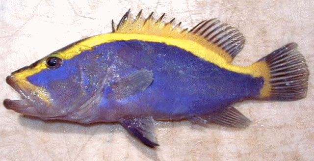 Aulacocephalus temminckii