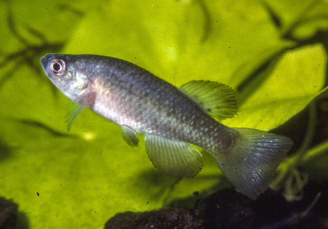 Austrofundulus transilis